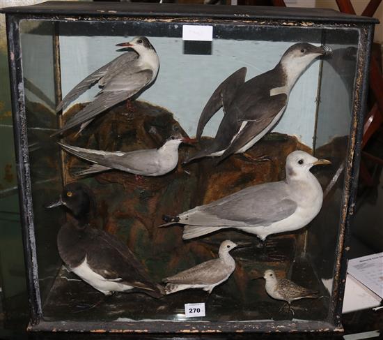 A case of taxidermic Gulls and other birds